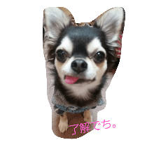 [LINEスタンプ] わんこスタイル