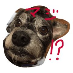 [LINEスタンプ] 雑種のキモチ