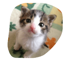 [LINEスタンプ] 可愛い猫スタンプの画像（メイン）