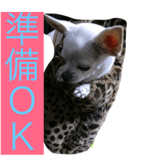 [LINEスタンプ] チワワ♡いちご