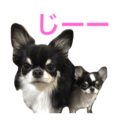 [LINEスタンプ] りゅさんとひみ