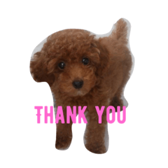 [LINEスタンプ] トイプードル アポロくん