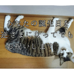 [LINEスタンプ] にゃんずのあいさつ
