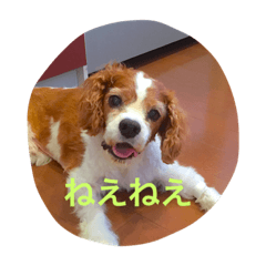 [LINEスタンプ] キャバリアキョロくん