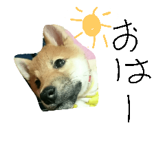 [LINEスタンプ] 柴犬チョコ