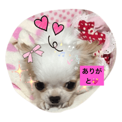 [LINEスタンプ] 極小ミーちゃん
