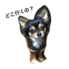[LINEスタンプ] チワワちょこちゃん