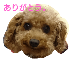 [LINEスタンプ] トイプー小豆