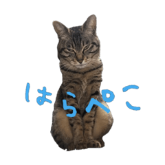 [LINEスタンプ] 愛すべき無愛想みい子