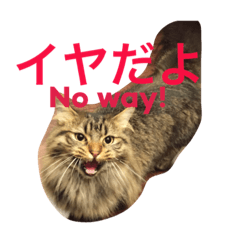 [LINEスタンプ] 我が家のネコたちスタンプ。