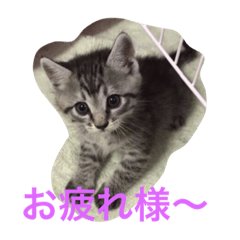 [LINEスタンプ] プリムローズファミリー