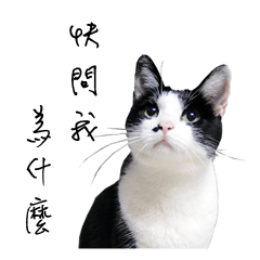 [LINEスタンプ] KT Cat