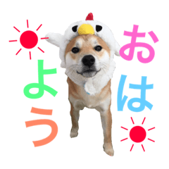 [LINEスタンプ] 柴犬の源次郎