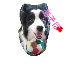 [LINEスタンプ] ボーダーコリーのマイロ