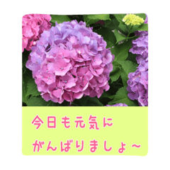 [LINEスタンプ] 大人の女性が使う   ※花スタンプ※