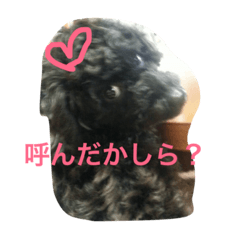 [LINEスタンプ] トイプーのララスタンプ