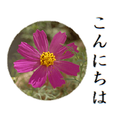 [LINEスタンプ] 大人のお花のスタンプ【2】