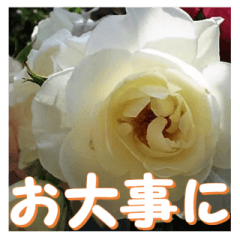[LINEスタンプ] 薔薇の花♡Iceberg_挨拶メッセージの画像（メイン）