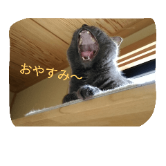 [LINEスタンプ] おすまし猫 2