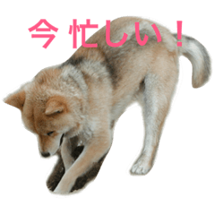 [LINEスタンプ] 芝犬 ゴン太