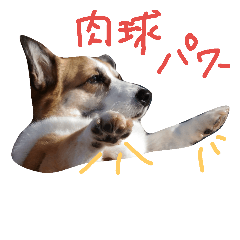 [LINEスタンプ] 眉毛コーギーもなかのつぶやき