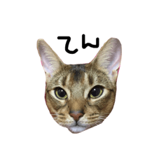 [LINEスタンプ] てんの日常2