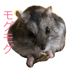 [LINEスタンプ] 可愛いハムちゃんズ