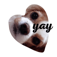 [LINEスタンプ] パンちゃんのふだんづかいスタンプ
