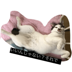 [LINEスタンプ] my lovely cat's