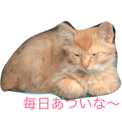 [LINEスタンプ] nora