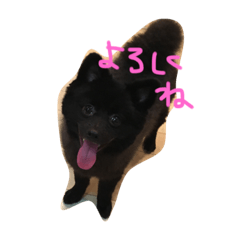 [LINEスタンプ] ポメラニアンのゆにペガ