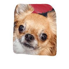 [LINEスタンプ] 伊藤犬
