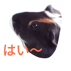 [LINEスタンプ] モルモット るる 日常会話