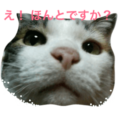 [LINEスタンプ] ワンニャンほんぽ