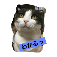 [LINEスタンプ] おむすび君の日常 にゃんと1