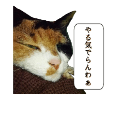 [LINEスタンプ] 北九州弁の猫かすみちゃん