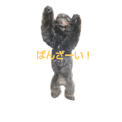 [LINEスタンプ] ポメプーぽっぷ