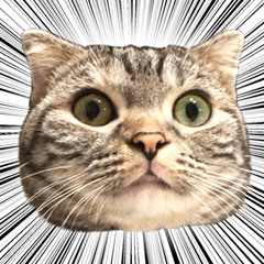 [LINEスタンプ] ヴィヴィ猫ちゃん