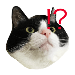 [LINEスタンプ] ねこモモ