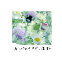 [LINEスタンプ] 大人の敬愛ことば【植物写真とイラスト編】