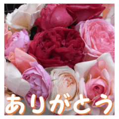 [LINEスタンプ] 薔薇の花♡RPdR・挨拶メッセージの画像（メイン）