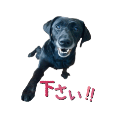 [LINEスタンプ] 黒ラブ(ブサイク) 