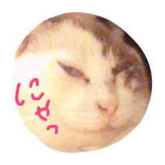 [LINEスタンプ] マリの日常 