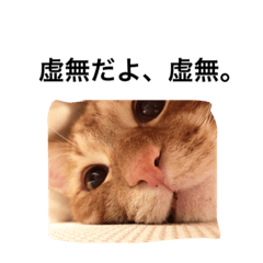 [LINEスタンプ] だネコの画像（メイン）