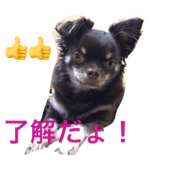 [LINEスタンプ] チワックス(チョコタン) 