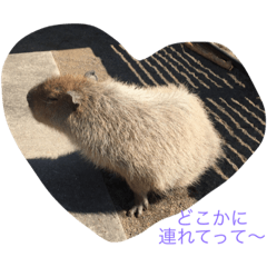 [LINEスタンプ] 夏の動物園