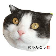 [LINEスタンプ] おむすび君の日常 にゃんと2