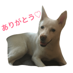 [LINEスタンプ] WHITE DOG HANA