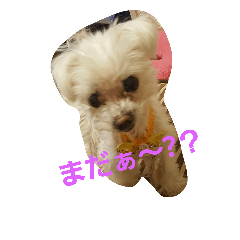 [LINEスタンプ] マルチーズのはっぴー❤