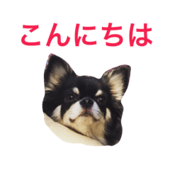 [LINEスタンプ] りきゅさんとひみ その2